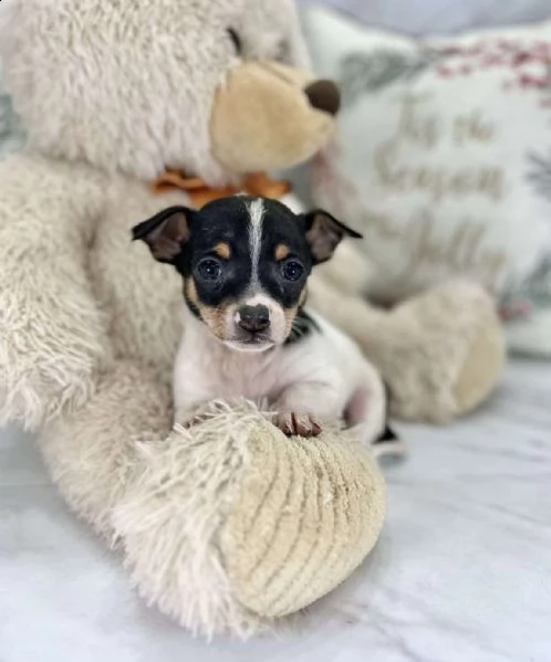 questo è tito! un chihuahua adorabile e amorevole! è aggiornato su tutti i colpi e il vermifugo e vi