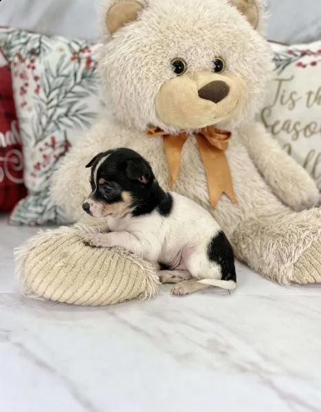 questo è tito! un chihuahua adorabile e amorevole! è aggiornato su tutti i colpi e il vermifugo e vi | Foto 4