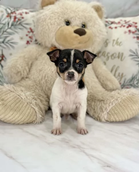 questo è tito! un chihuahua adorabile e amorevole! è aggiornato su tutti i colpi e il vermifugo e vi | Foto 3