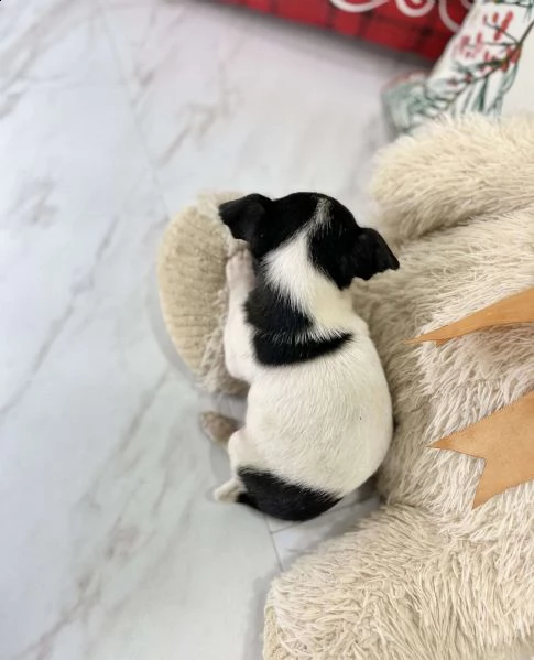 questo è tito! un chihuahua adorabile e amorevole! è aggiornato su tutti i colpi e il vermifugo e vi | Foto 1