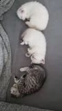          %%%%%%%%%% | Foto 2