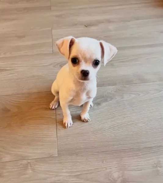 carissimi, bellissimi cuccioli di chihuahua a pelo corto | Foto 0