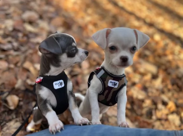 carissimi, bellissimi cuccioli di chihuahua a pelo corto