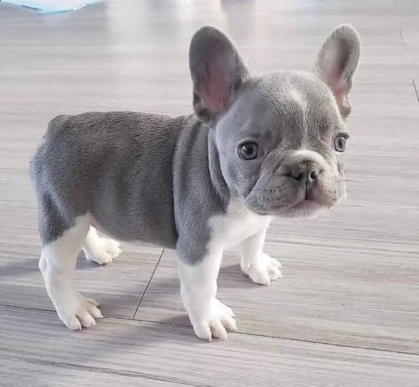 bulldog francesi fluffy e carrier