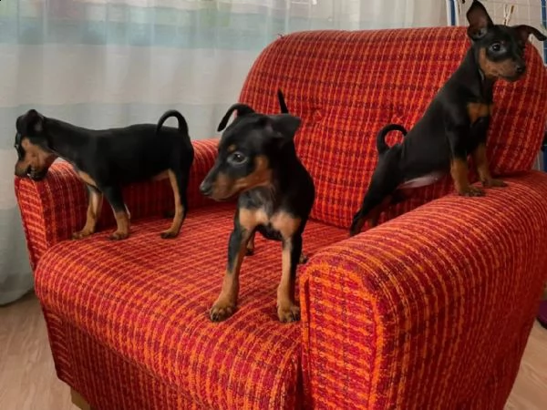 bellissimo cucciolo di pinscher | Foto 3
