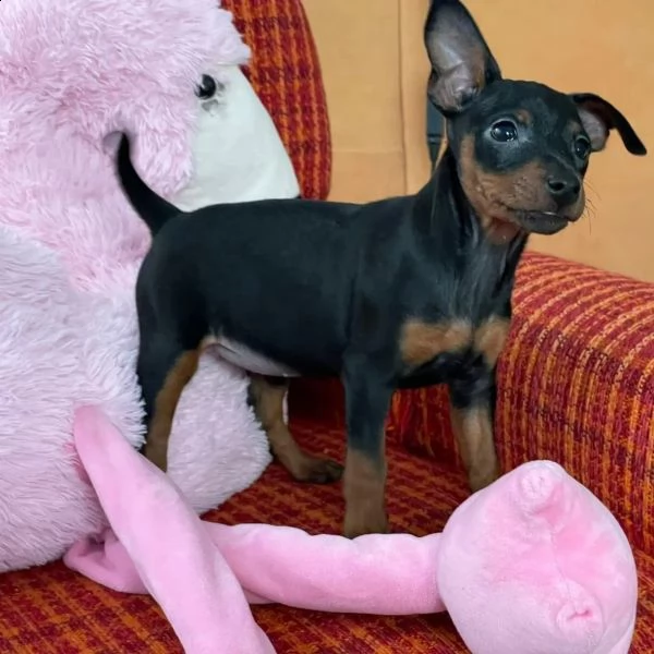 bellissimo cucciolo di pinscher | Foto 2