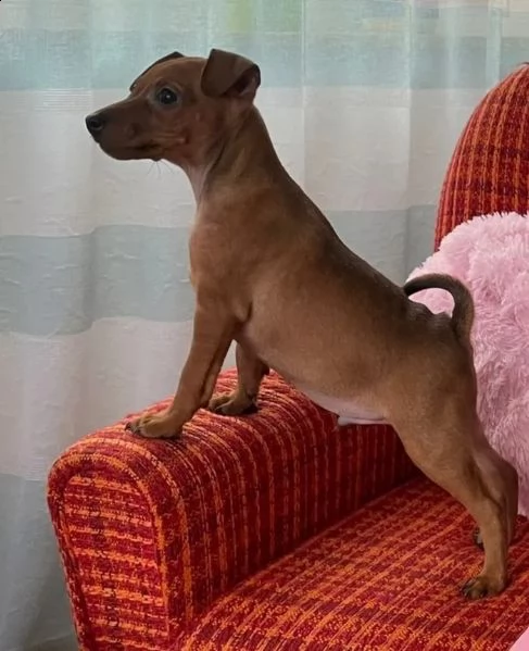bellissimo cucciolo di pinscher | Foto 1