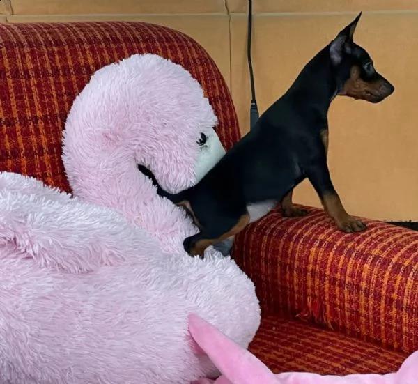 bellissimo cucciolo di pinscher | Foto 0