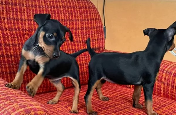 bellissimo cucciolo di pinscher