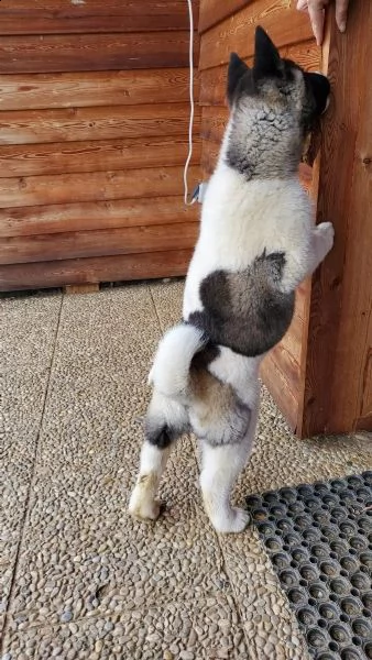 akita inu bellissima cucciola disponibile | Foto 3