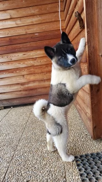 akita inu bellissima cucciola disponibile | Foto 2