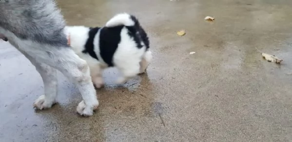 akita inu bellissima cucciola disponibile | Foto 1