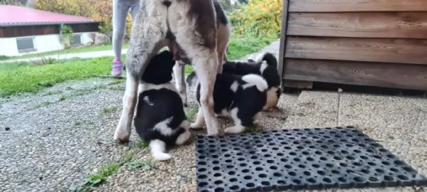 akita inu bellissima cucciola disponibile | Foto 0