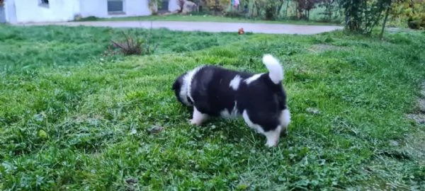 akita inu bellissima cucciola disponibile