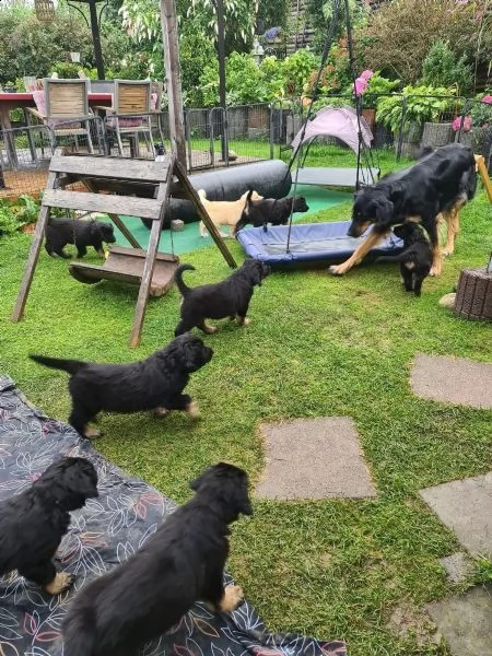 disponibili cuccioli di hovawart | Foto 3