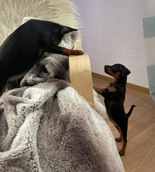 cuccioli pinscher toy razza pura | Foto 3