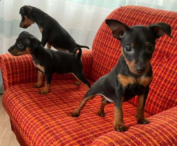 cuccioli pinscher toy razza pura | Foto 2