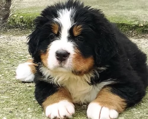 bovaro del bernese cuccioli disponibili | Foto 1