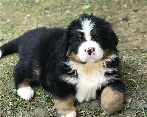 bovaro del bernese cuccioli disponibili