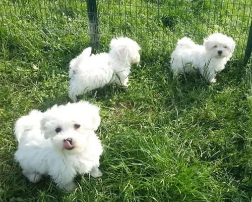 cuccioli maltesi con pedigree enci