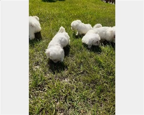 cuccioli maltesi con pedigree enci | Foto 4