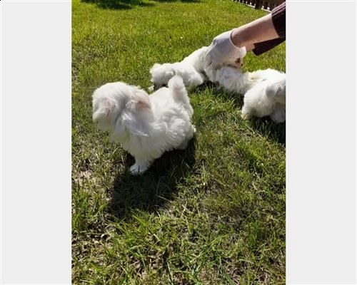 cuccioli maltesi con pedigree enci | Foto 3