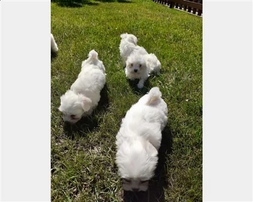 cuccioli maltesi con pedigree enci | Foto 2