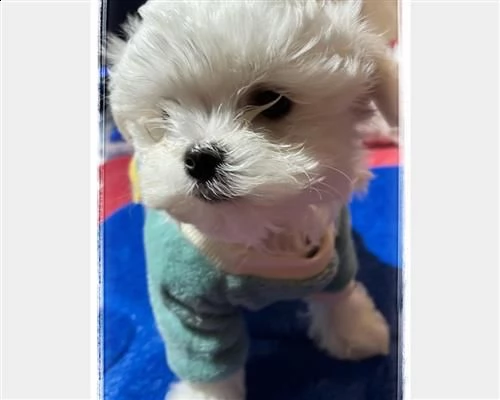 cuccioli maltesi con pedigree enci | Foto 1
