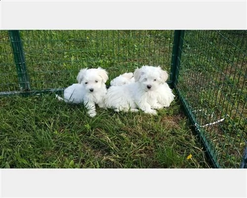 cuccioli maltesi con pedigree enci | Foto 0