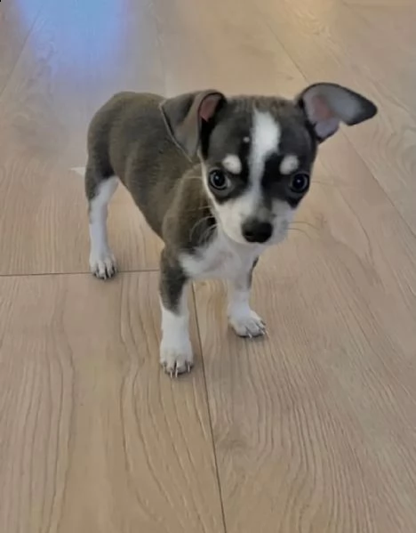 i cuccioli di chihuahua cercano una nuova casa