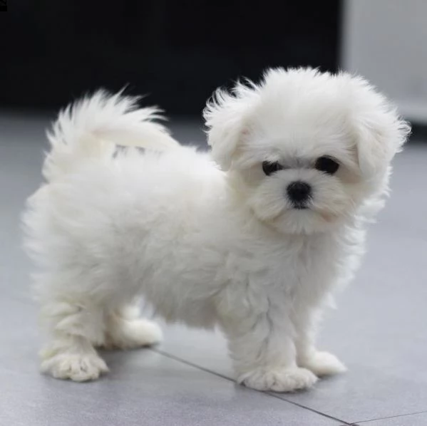 maltezer