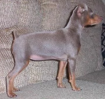 pinscher