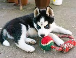 husky | Foto 3
