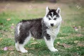 husky | Foto 1