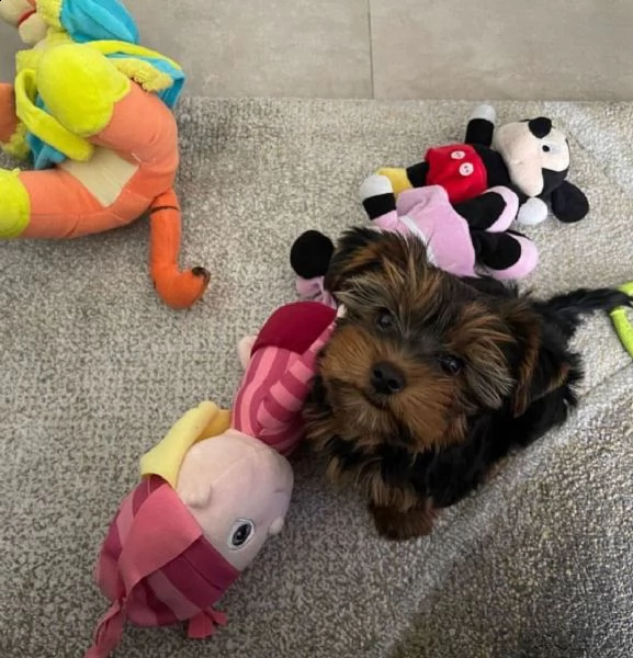 vendita cuccioli yorkshire terrier