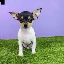 chihuahua