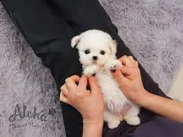 maltese