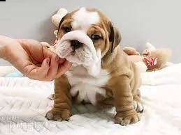 bulldog