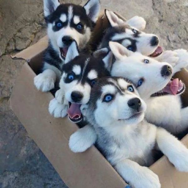 cuccioli di husky siberiano disponibili per la vendita