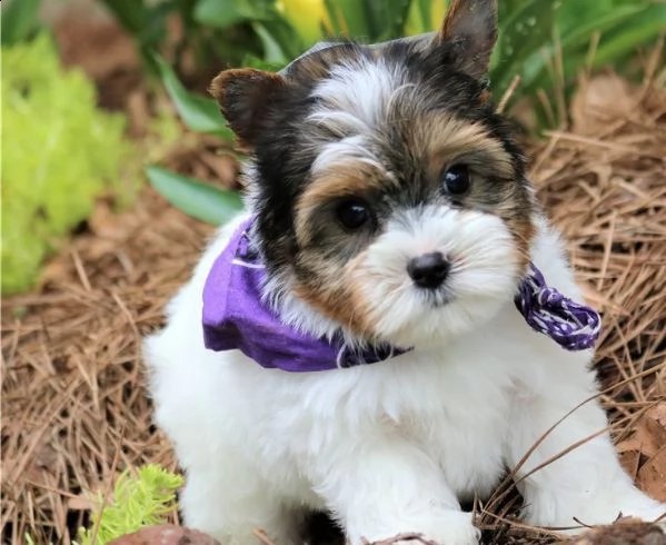 cuccioli shih-tzu maschi e femmine cercano urgentemente nuova famiglia regalo