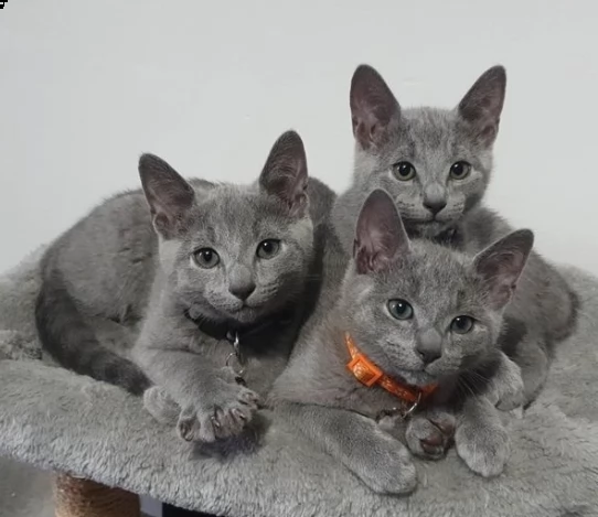 bellissimi gattini blu di russia purezza