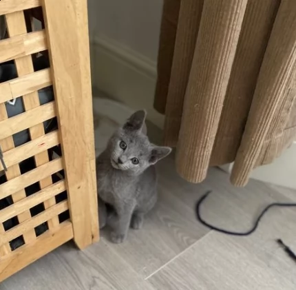 blue di russia gattini disponibili