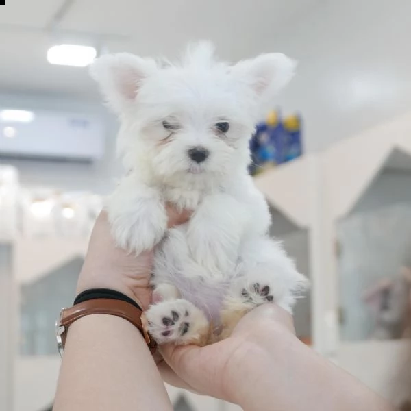  cucciolo maltesi - cucciolo | Foto 0