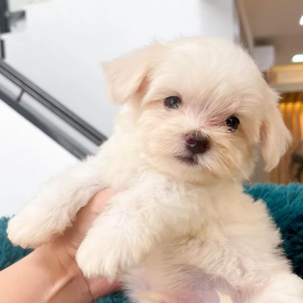  cucciolo maltesi - cucciolo