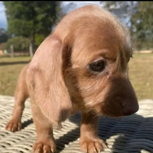 bellissimi cuccioli di bassotto in adozione