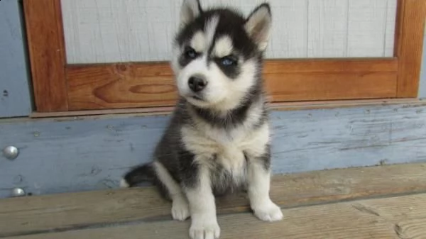 cuccioli di husky siberiano di razza pura | Foto 0