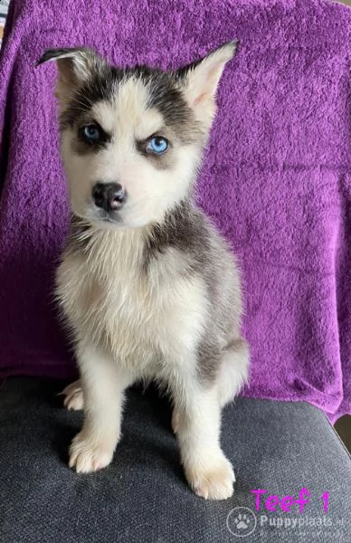 cuccioli di husky siberiano di razza pura