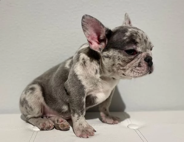 ''regalo''. regalo di capodanno limitato dei cuccioli di bulldog francese.