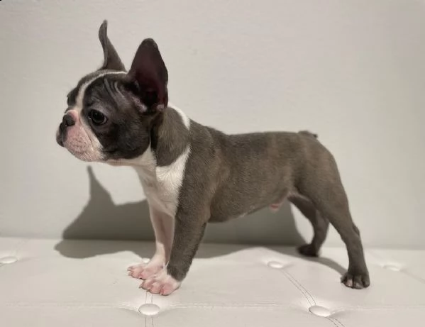 ''regalo''. cuccioli di bulldog francese regalo di capodanno limitato. 