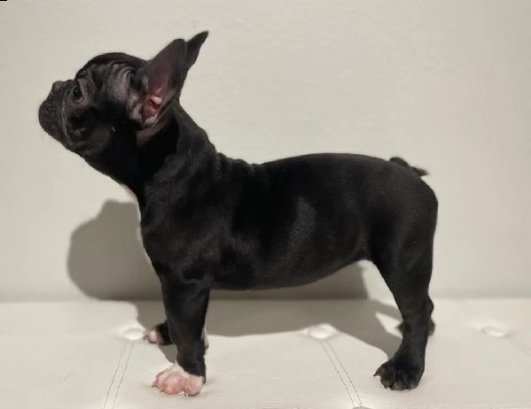 ''regalo''.  da una famiglia che aveva una cucciolata di 8 e ha deciso di darne 3.